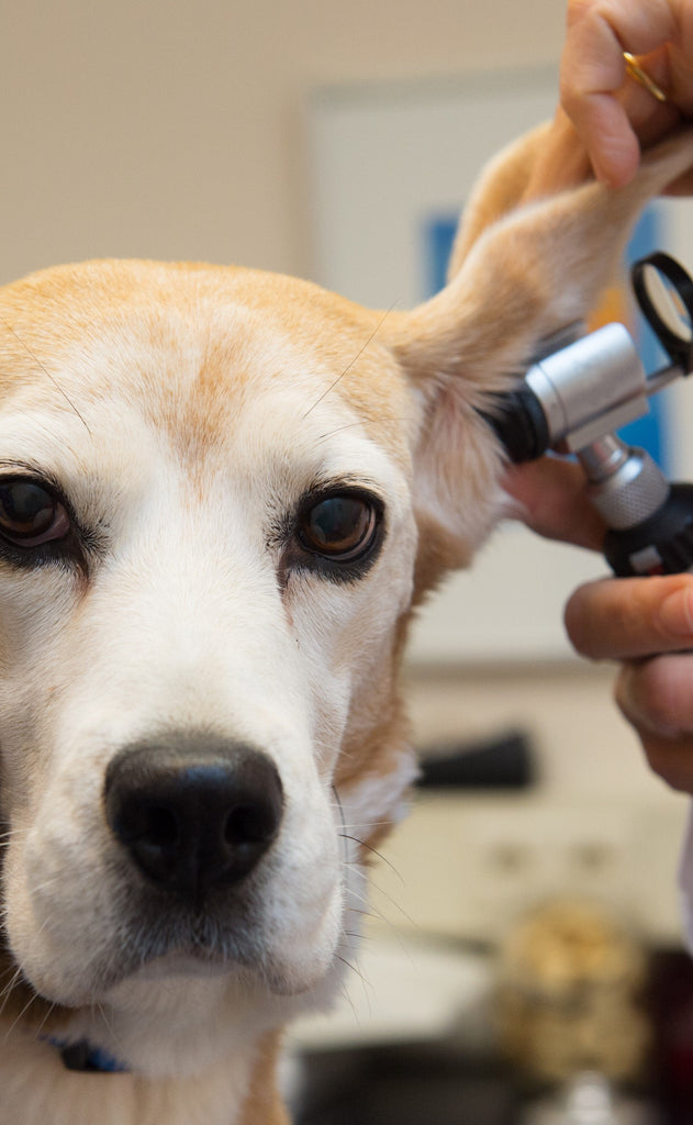 Treatment For Otitis Externa (An Ear Infection) In Dogs