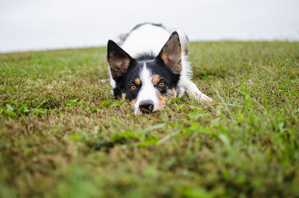 Does Your Dog Have Intestinal Issues Or Really Bad Breath? Try Probiotics For Dogs