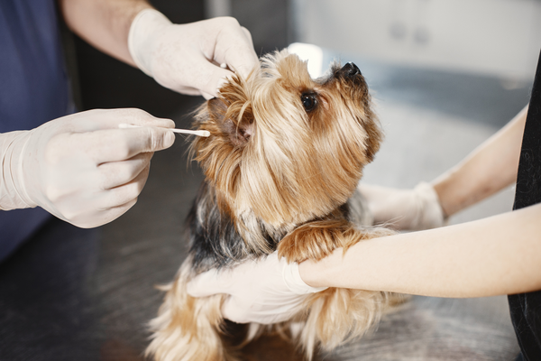 Why is it so difficult and expensive to fix my dogs ear infections?